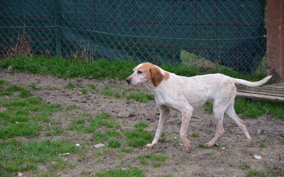 Cora